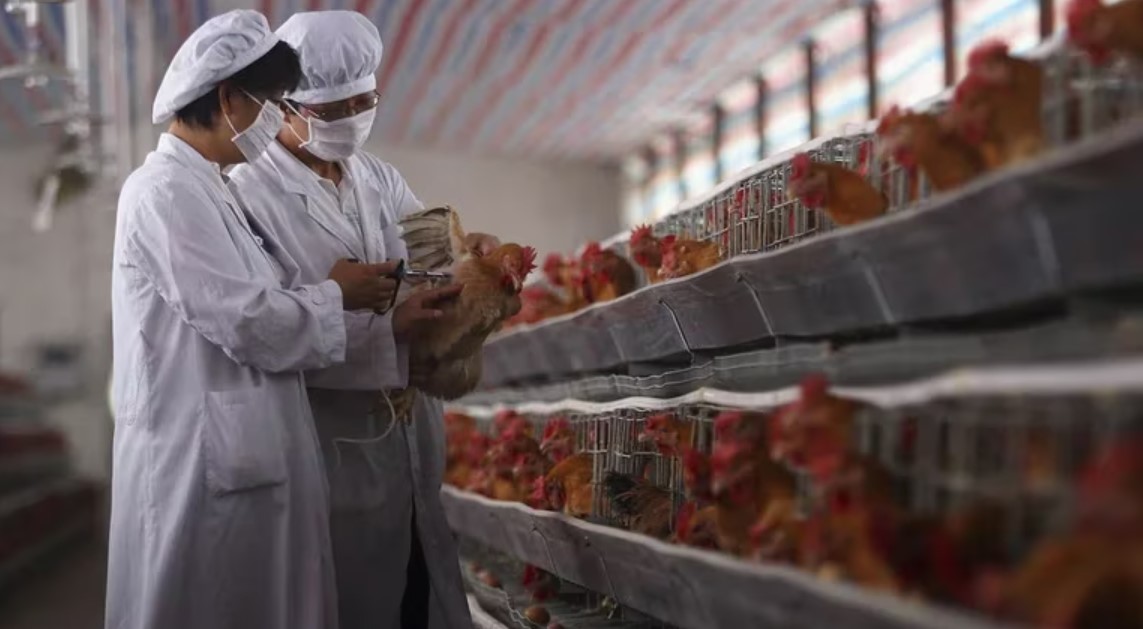 La OMS registró la primera muerte por gripe aviar H3N8 en China