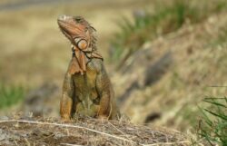 Garrobos y zorros: Los animales más capturados y reubicados para evitar accidentes en Aeropuerto Juan Santamaría
