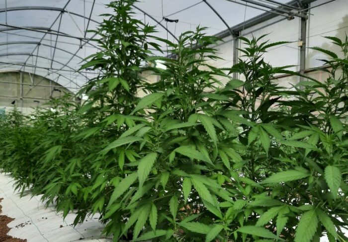 Gobierno emitió primera licencia para cultivo de cannabis medicinal