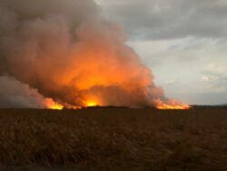 Autoridades ambientales reportan que incendio forestal en el Parque Nacional Palo Verde dejó ‘pérdida enorme en biodiversidad’