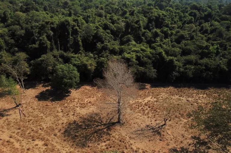El 43 % de los bosques tropicales que desaparecieron en el planeta en 2022 estaban en Brasil
