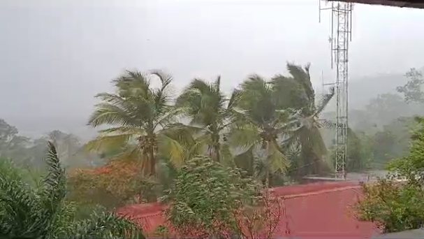 Menor falleció en Cartago tras caída de árbol: CNE reporta más de 100 incidentes por lluvias y viento