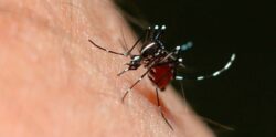 Ministerio de Salud registró casi 700 casos nuevos de dengue en la última semana