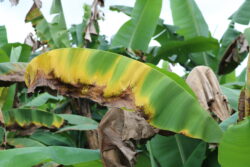 Costa Rica buscará evitar que hongo hallado en Colombia afecte plantaciones de banano