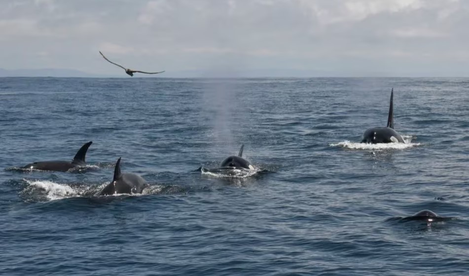 Tras los extraños ataques de orcas a barcos en Europa, detectaron un inusual grupo de 20 ballenas en San Francisco