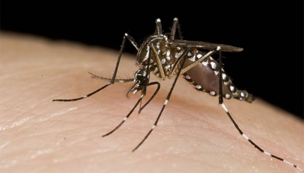 Salud programa fumigaciones urgentes en San Carlos ante repunte de casos por dengue