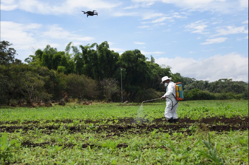 Investigación de la UCR determina que uso de drones e Inteligencia Artificial permitirían que agricultores ubiquen cosechas que ya maduraron