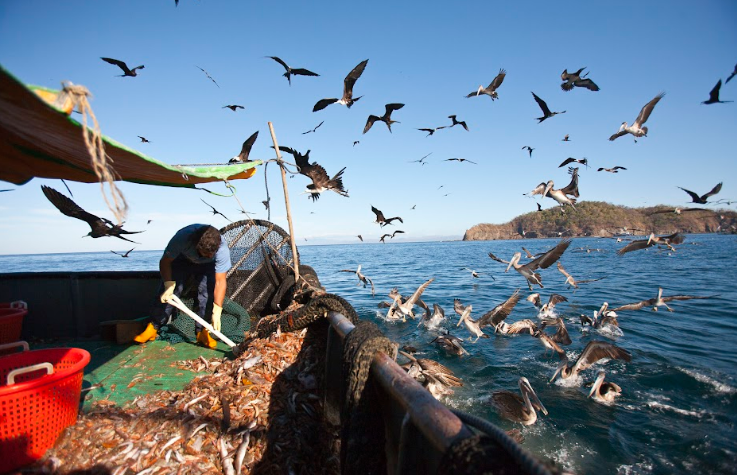 MarViVa demandó a Incopesca para detener estudio sobre pesca de arrastre