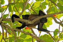 Tamarindo registró 154 muertes de monos por uso de cables eléctricos en 2022: Habilitaron pasos de fauna
