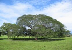 Diputados urgen soluciones para garantizar agua potable en Guanacaste en el marco de los 199 años de la Anexión de Nicoya