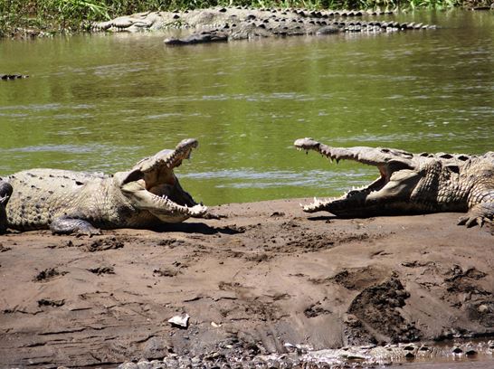 SINAC recuerda acatar medidas de seguridad al visitar ríos y playas por avistamientos de cocodrilos