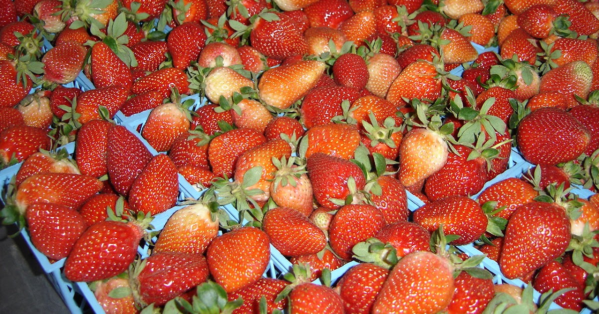 ¿Le gustan las fresas? Feria Nacional se realizará este fin de semana en Vara Blanca