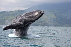 ¿Le gustan las ballenas? Festival de avistamiento se realizará este fin de semana en Osa