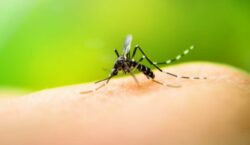 Salud registra caída en casos de dengue tras siete semanas al alza