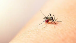 OMS buscará ampliar vigilancia en Costa Rica y demás países de América ante brotes de dengue y chikungunya