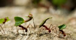 MAG emitió una resolución de emergencia para controlar plaga conocida como ‘hormiga loca’