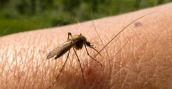 Costa Rica podría superar este año la cifra de casos de malaria del 2022: 9 focos de contagio están activos