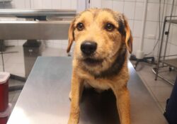 Municipalidad de Cartago abre campaña de adopción luego de contabilizar 24 perros en abandono tras Romería