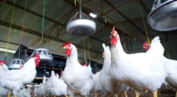 La Unión Europea bloqueó la entrada de carne de ave desde el estado de Nueva York y el condado británico de Kent por casos de gripe aviar