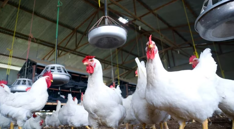 La Unión Europea bloqueó la entrada de carne de ave desde el estado de Nueva York y el condado británico de Kent por casos de gripe aviar