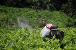 Cultivos de coca rompen récord en Colombia, según Naciones Unidas: llegaron a 230.000 hectáreas en 2022