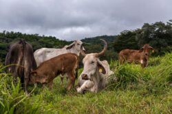 Costa Rica registró tres casos de ‘brucelosis’ en la última semana: Contagios se dan por contacto con animales enfermos