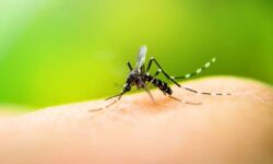 Salud reporta aumento en casos de dengue: 112% más en comparación al 2022