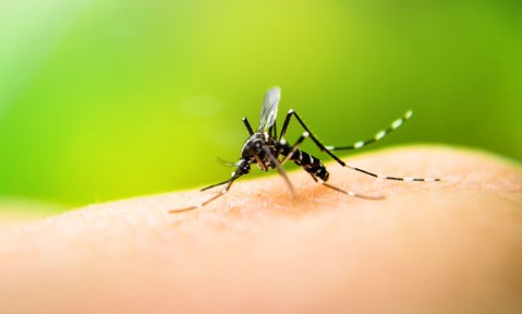 Salud reporta aumento en casos de dengue: 112% más en comparación al 2022