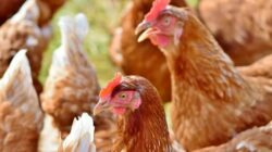 Unas gallinas que produjeron menos huevos en Rusia destaparon un escándalo de corrupción que salpica a la dictadura de Daniel Ortega