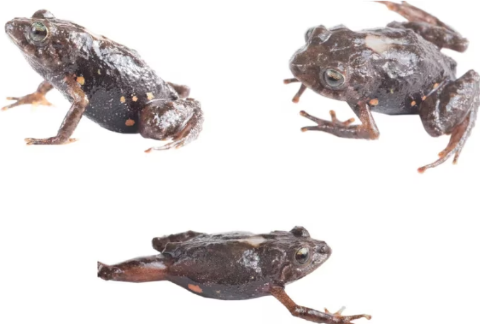 Descubrieron dos nuevas especies de ranas terrestres diminutas en Ecuador