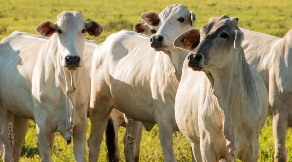 Robo, hurto y destace representan el 30% de las pérdidas de ganado vacuno adulto en Costa Rica