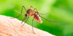 Investigadores estiman que 95 de cada 100 casas revisadas tienen criaderos de mosquitos en el país