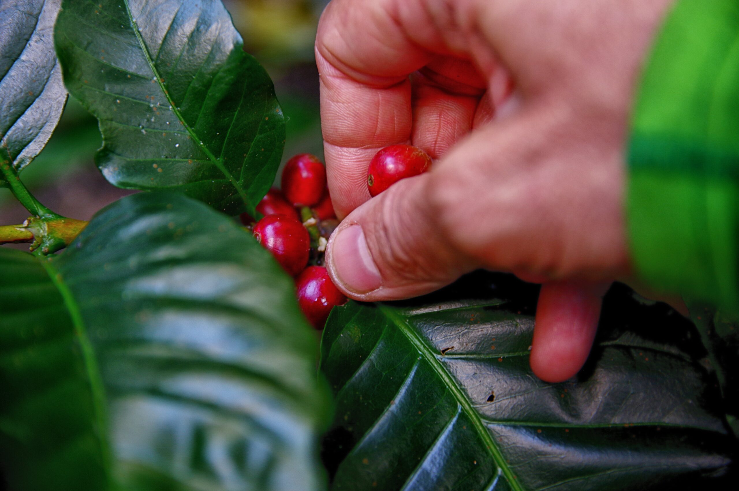 Productores de café temen que lluvias afecten recolección del mes de noviembre