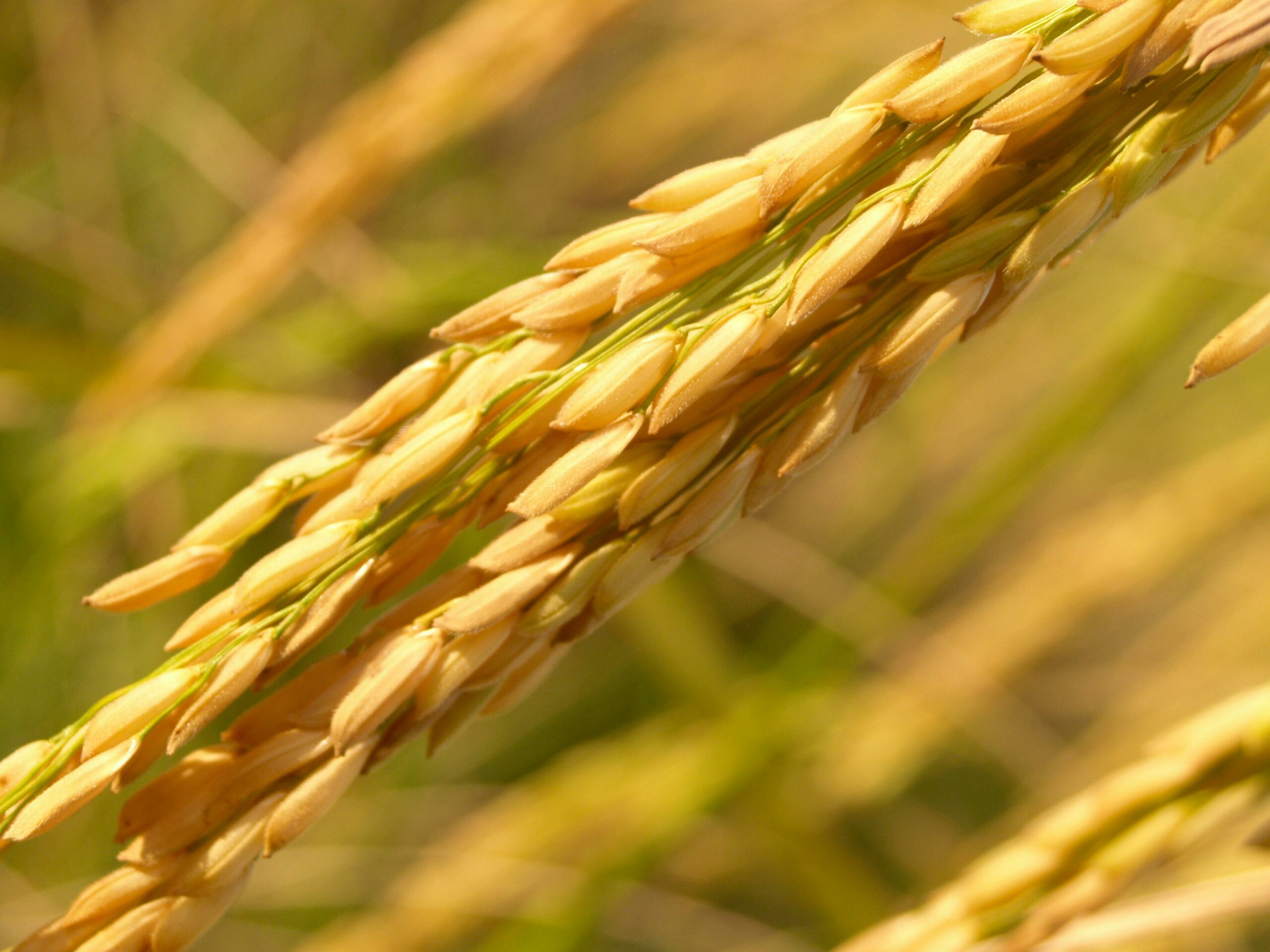 Arroceros urgen acciones ante caída de hectáreas dedicadas a la siembra del grano