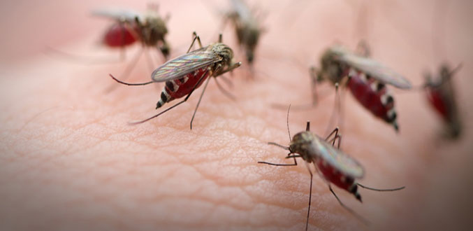 Casos de dengue este año ya superan en 243% la cifra total del 2022