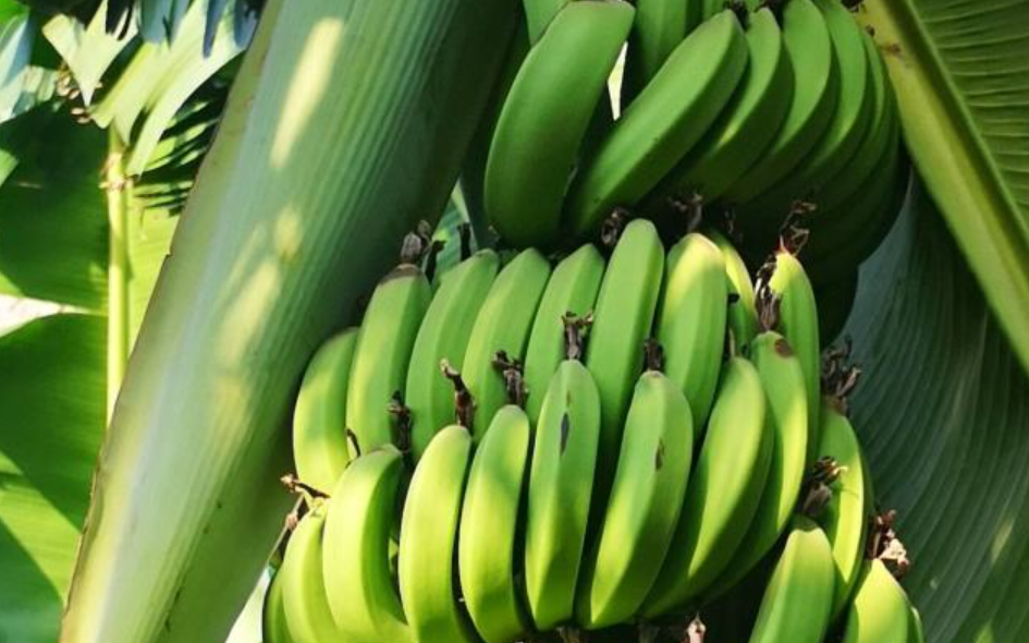 Precio del plátano verde tuvo disminución en los precios del CENADA de hasta un 14%