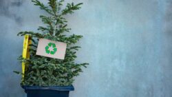 Municipalidades habilitan puntos de reciclaje de árboles navideños