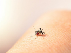 Alajuela, Guácimo, San José, Atenas y Puntarenas concentran la mayor cantidad de casos de dengue este año