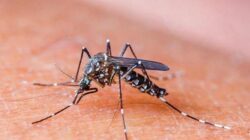 Salud plantea mismo plan de 2023 para control de malaria del próximo año