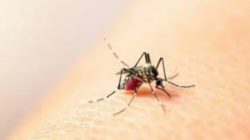 Salud: Casos de Chikungunya incrementaron 269% en un año