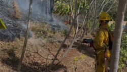 Bomberos registran más de 180 hectáreas quemadas este año por incendios forestales