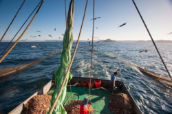 INCOPESCA deberá entregar información a MarViva sobre estudio de pesca de arrastre