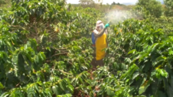 ICAFÉ recomienda no usar fertilizantes y fungicidas para evitar aumento en costos de producción durante época seca