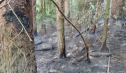 Sector Prusia del Parque Nacional Volcán Irazú reabrirá este viernes tras incendio