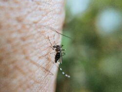 Ministerio de Salud registra 10 focos activos de malaria en Alajuela, Limón y Puntarenas