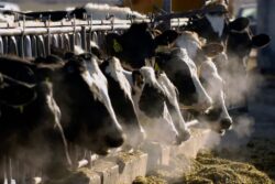 Un nuevo brote de gripe aviar se propaga a más animales de granja en EEUU y afecta la producción de las vacas lecheras