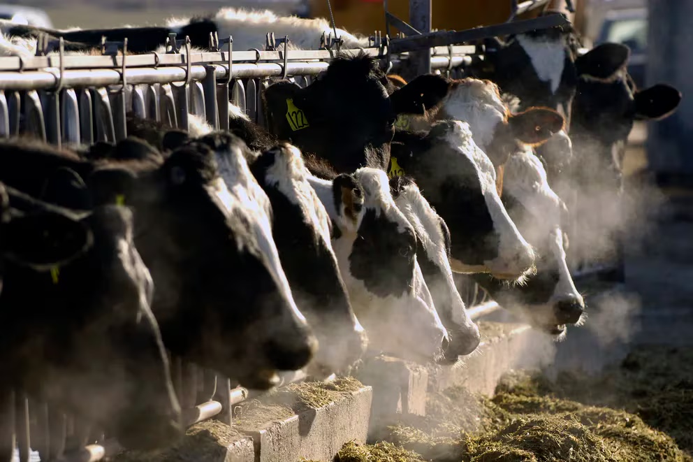 Un nuevo brote de gripe aviar se propaga a más animales de granja en EEUU y afecta la producción de las vacas lecheras