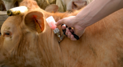 CORFOGA adquirirá 90 mil vacunas contra enfermedad en ganado que podría transmitirse a humanos