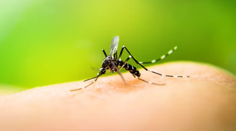 Salud pide limpiar estañones, canoas y comederos de animales para evitar criaderos de dengue