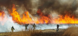 Incendios forestales afectan al menos 8 hectáreas por hora durante este año